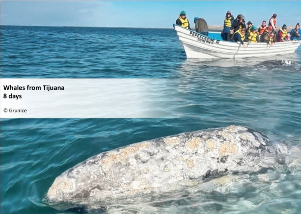 Mexico - Whales from Tijuana - 8 days (RU)